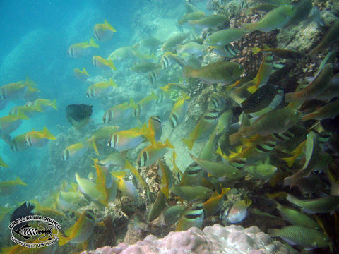 Image of Barred rabbitfish