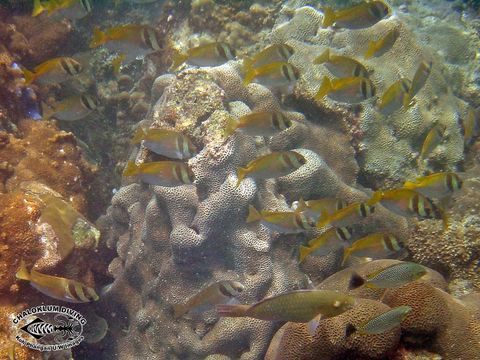 Image of Barred rabbitfish