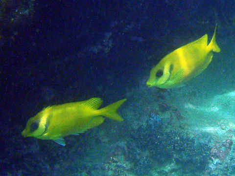 Image of Coral rabbitfish