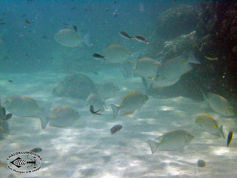 Image of Golden rabbitfish