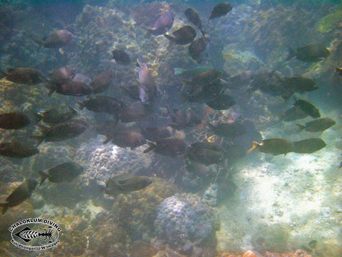 Image of Golden rabbitfish