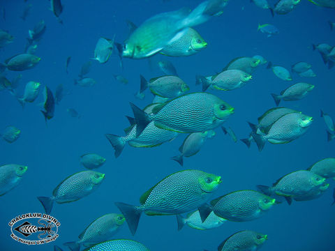 Image of Blue-spotted spinefoot