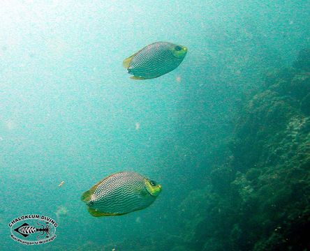 Image of Blue-spotted spinefoot