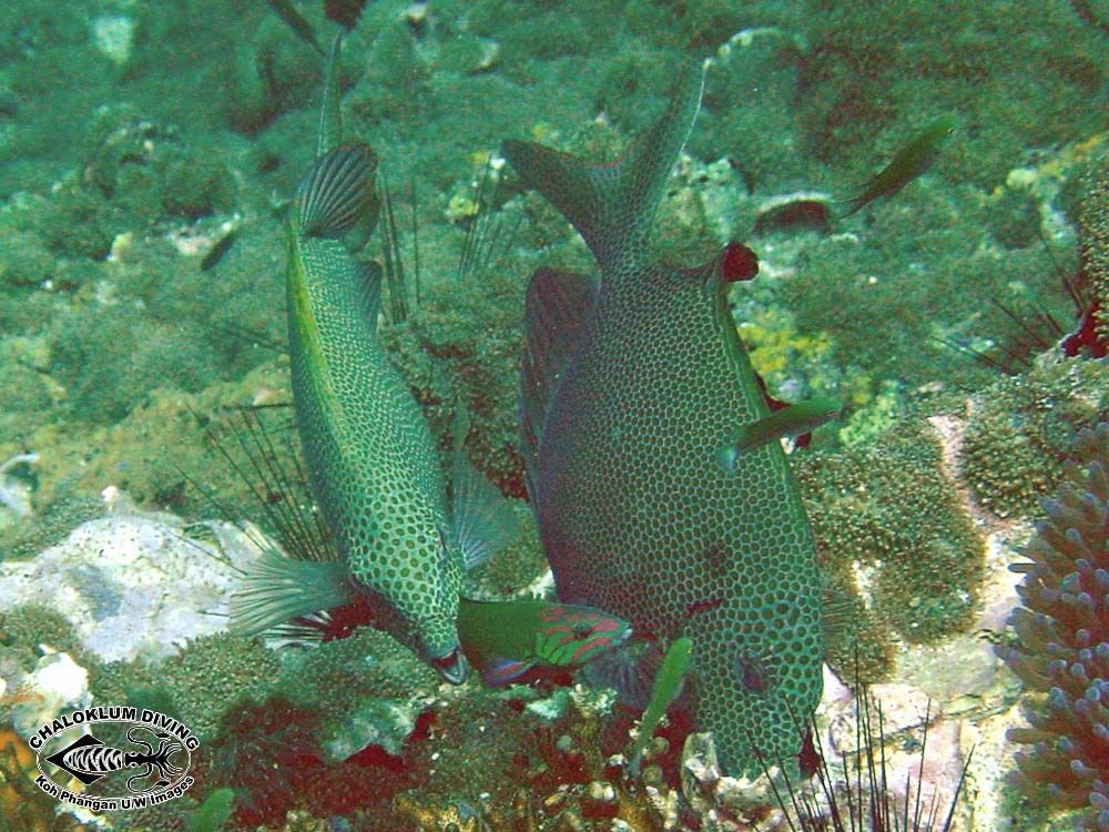 Image of Gold-spotted rabbitfish
