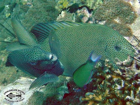 Image of Gold-spotted rabbitfish