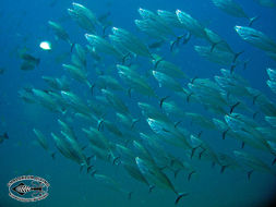 Image of mackerels