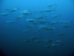 Image of mackerels