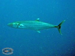 Image of mackerels