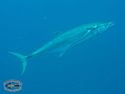 Image of mackerels