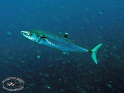 Image of mackerels