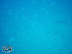 Image of mackerels