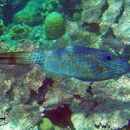 Image of Leatherjacket