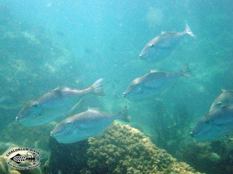 Image of Batfish