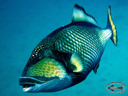 Image of Titan triggerfish