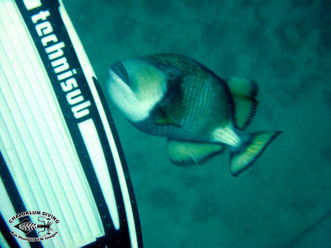 Image of Titan triggerfish