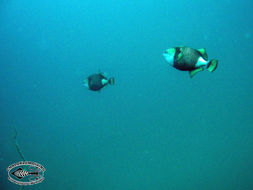 Image of Titan triggerfish