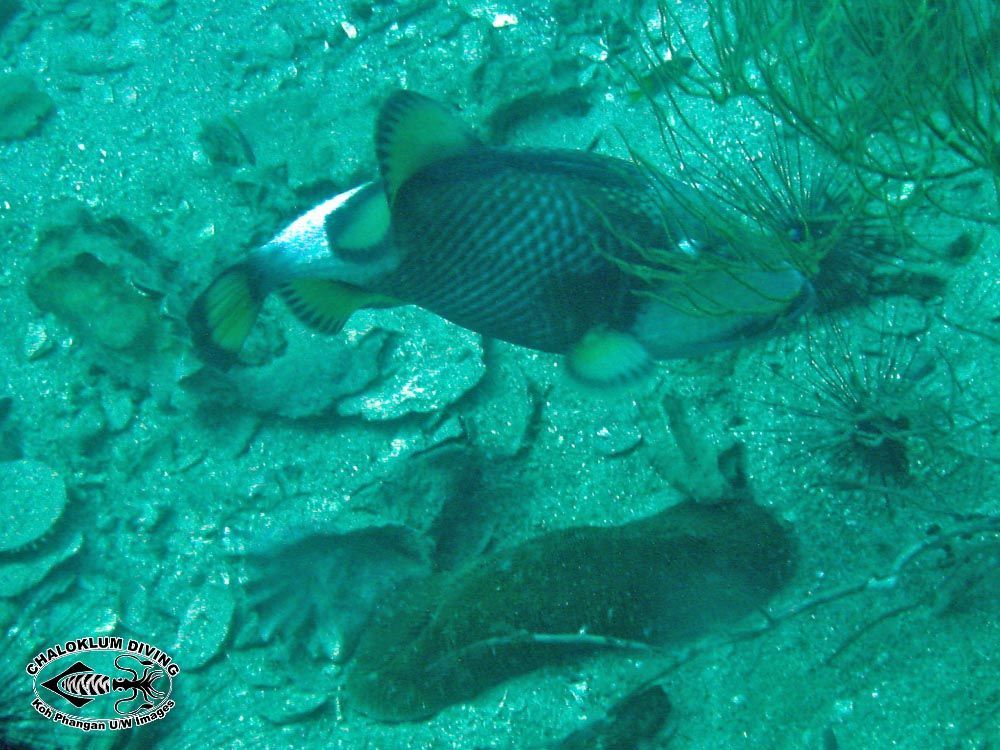 Image of Titan triggerfish