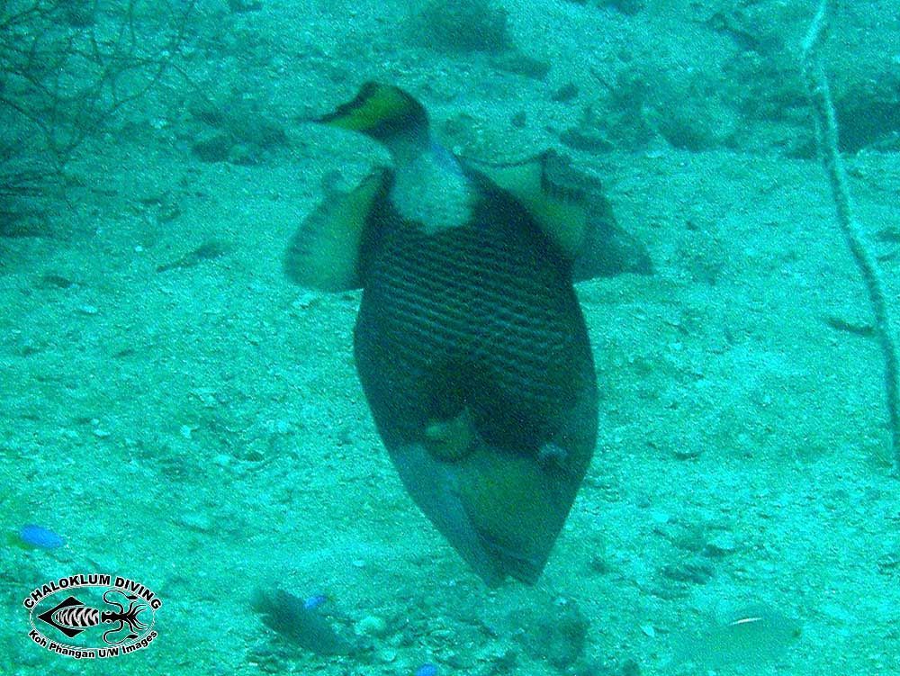 Image of Titan triggerfish