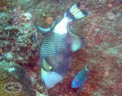 Image of Titan triggerfish