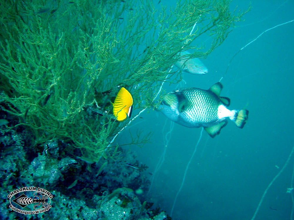 Image of Titan triggerfish