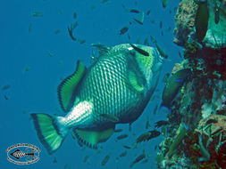 Image of Titan triggerfish