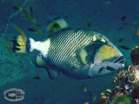 Image of Titan triggerfish