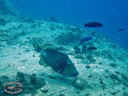 Image of Titan triggerfish