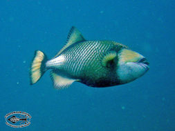 Image of Titan triggerfish