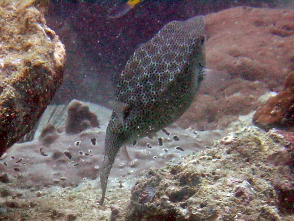 Image of Yellow boxfish