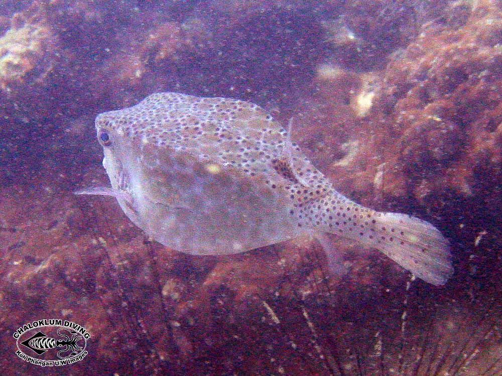 Image of Yellow boxfish