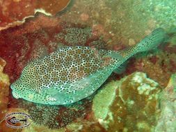 Image of Yellow boxfish