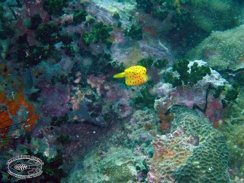 Image of Yellow boxfish