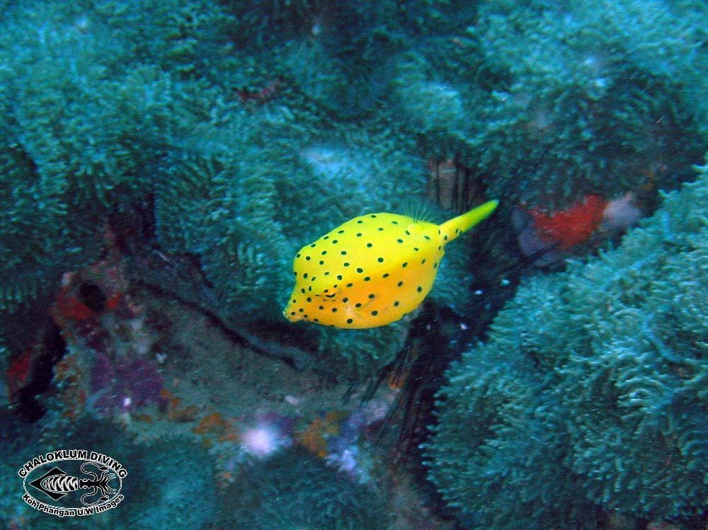 Image of Yellow boxfish