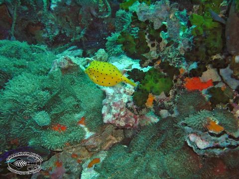 Image of Yellow boxfish