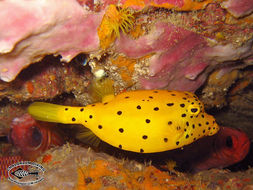 Image of Yellow boxfish