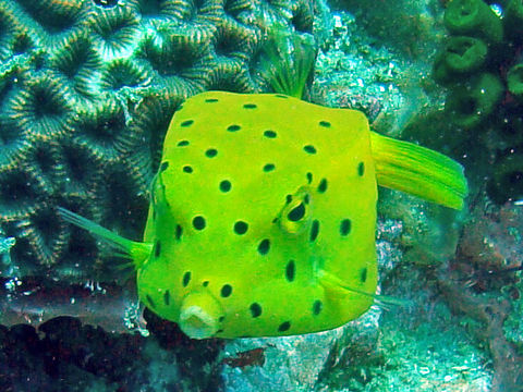 Image of Yellow boxfish