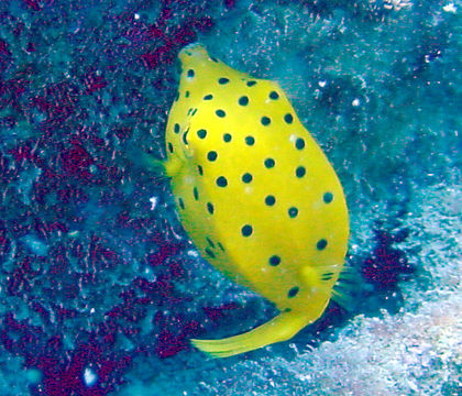 Image of Yellow boxfish