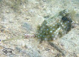 Image of Longhorn cowfish