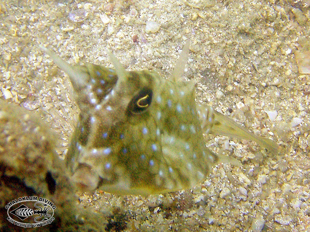 Image of Longhorn cowfish