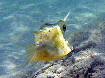 Image of Longhorn cowfish