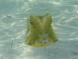 Image of Longhorn cowfish