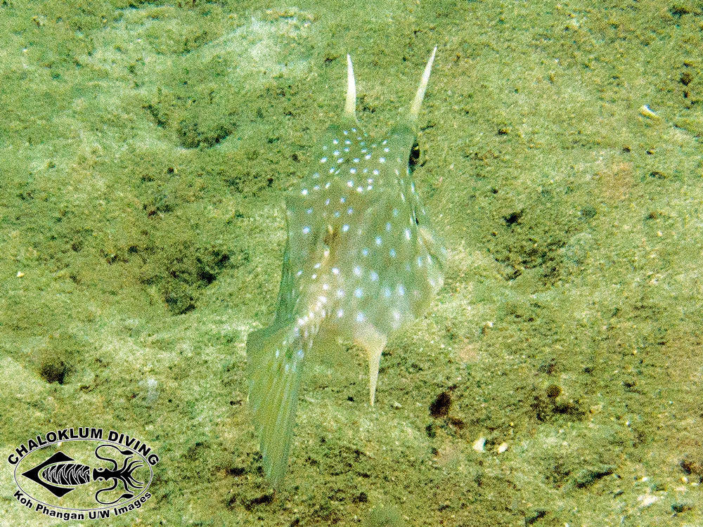 Image of Longhorn cowfish