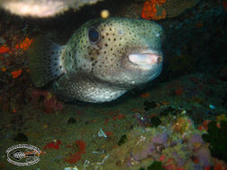 Diodon hystrix Linnaeus 1758 resmi