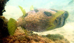 Image of Black-blotched porcupinefish