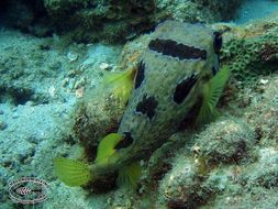 Image of Black-blotched porcupinefish