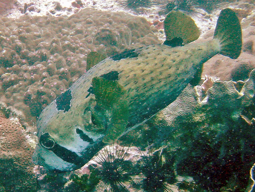 Image of Black-blotched porcupinefish