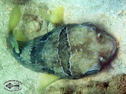 Image of Black-blotched porcupinefish