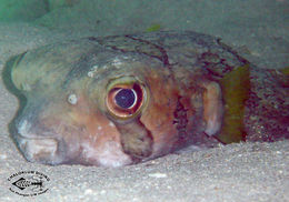 Image of Black-blotched porcupinefish