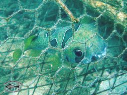 Image of Black-blotched porcupinefish