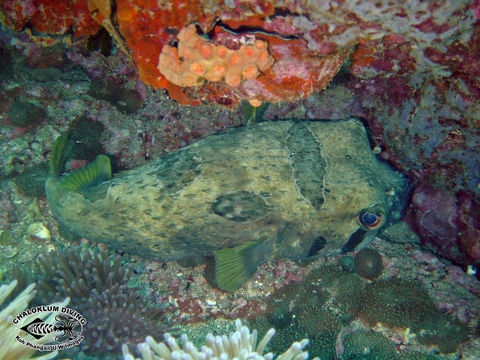 Image of Black-blotched porcupinefish